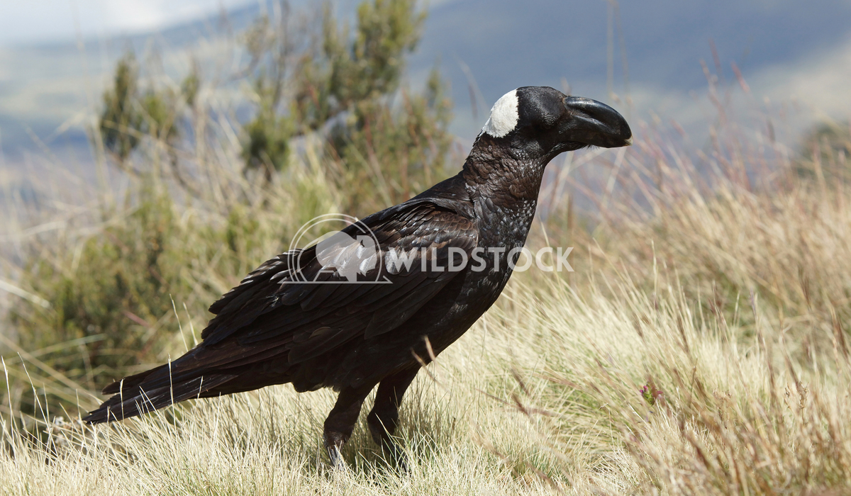 Raven, Ethiopia, Africa 2 Alexander Ludwig Thick-billed Raven, Ethiopia, Africa
