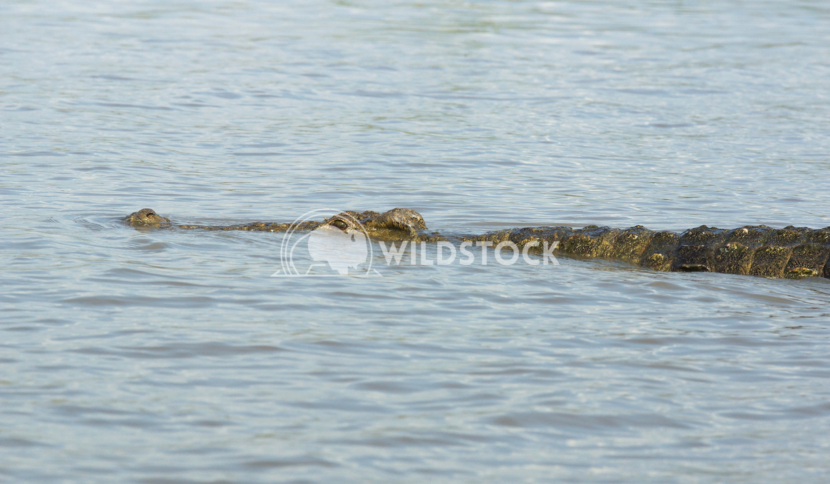 Crocodile, Lake Chamo, Ethiopia, Africa 1 Alexander Ludwig Nile Crocodile, Lake Chamo, Ethiopia, Africa