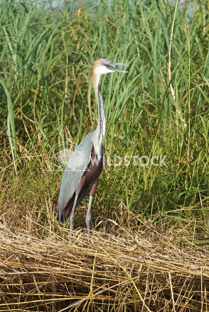 Heron, Lake Chamo, Ethiopia, Africa 2 Alexander Ludwig Goliath Heron, Lake Chamo, Ethiopia, Africa