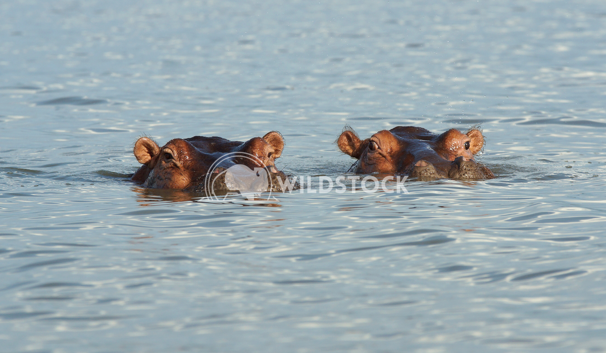Hippo, Lake Chamo, Ethiopia, Africa 2 Alexander Ludwig Hippo, Lake Chamo, Nechisar National Park, Ethiopia, Africa