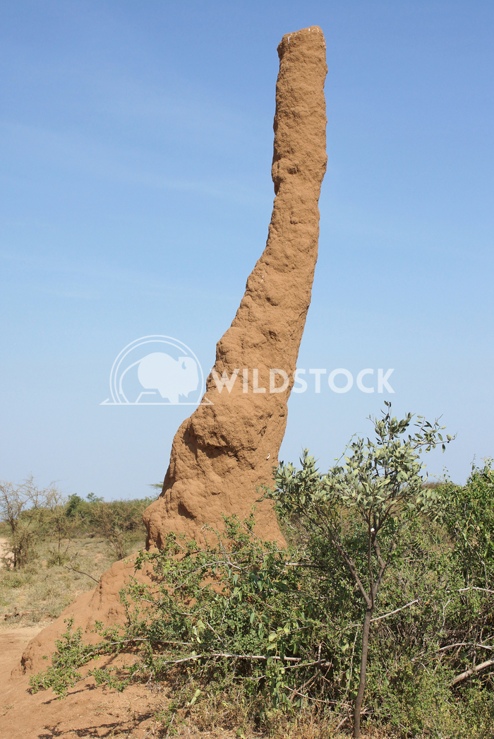 Termite nest, Ethiopia, Africa 1 Alexander Ludwig Termite nest in the south of Ethiopia, Africa