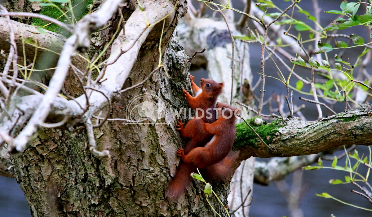 Red squirrels mating love  Scott Duffield 