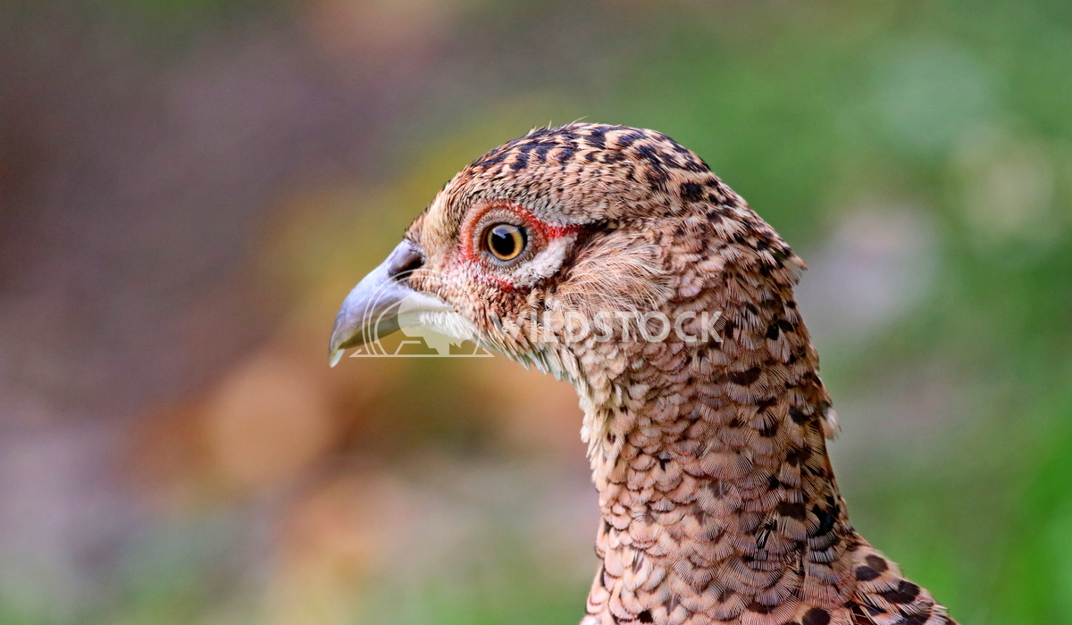 Female pheasant Scott Duffield 