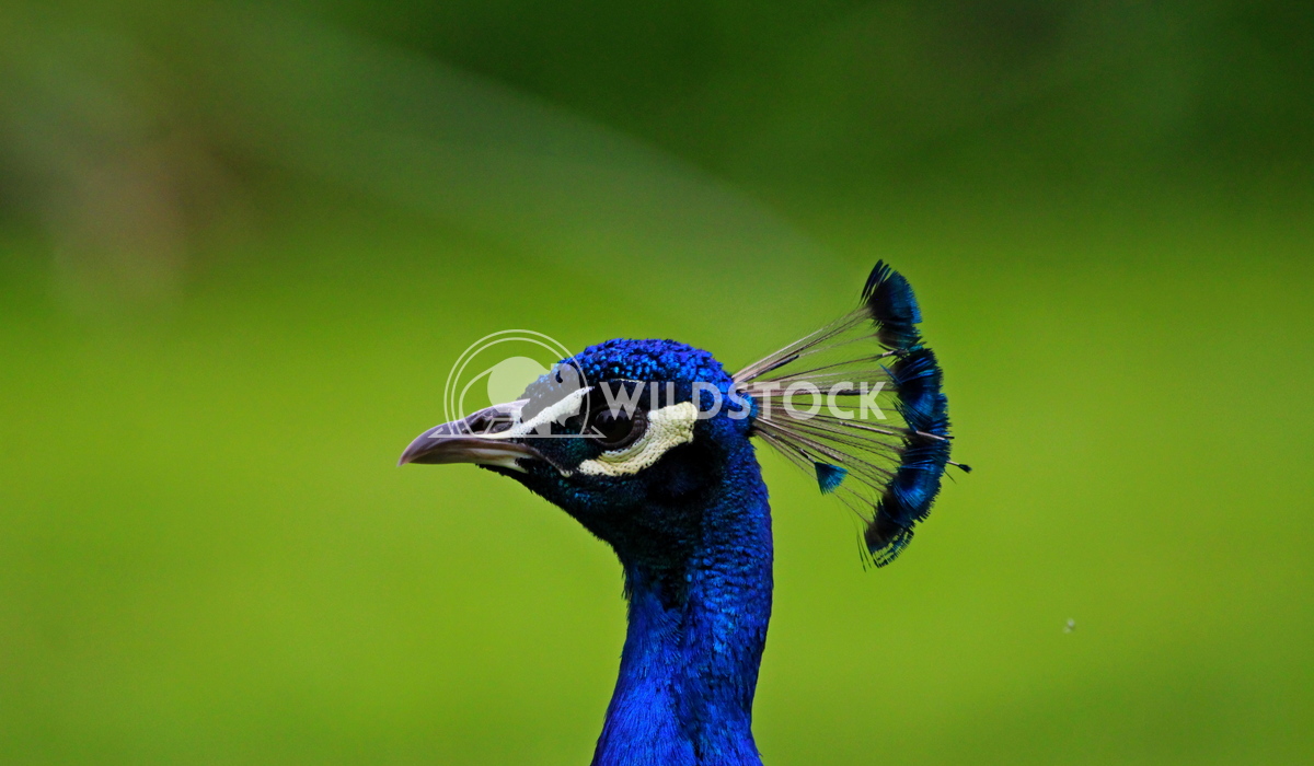 Male peacock  Scott Duffield 