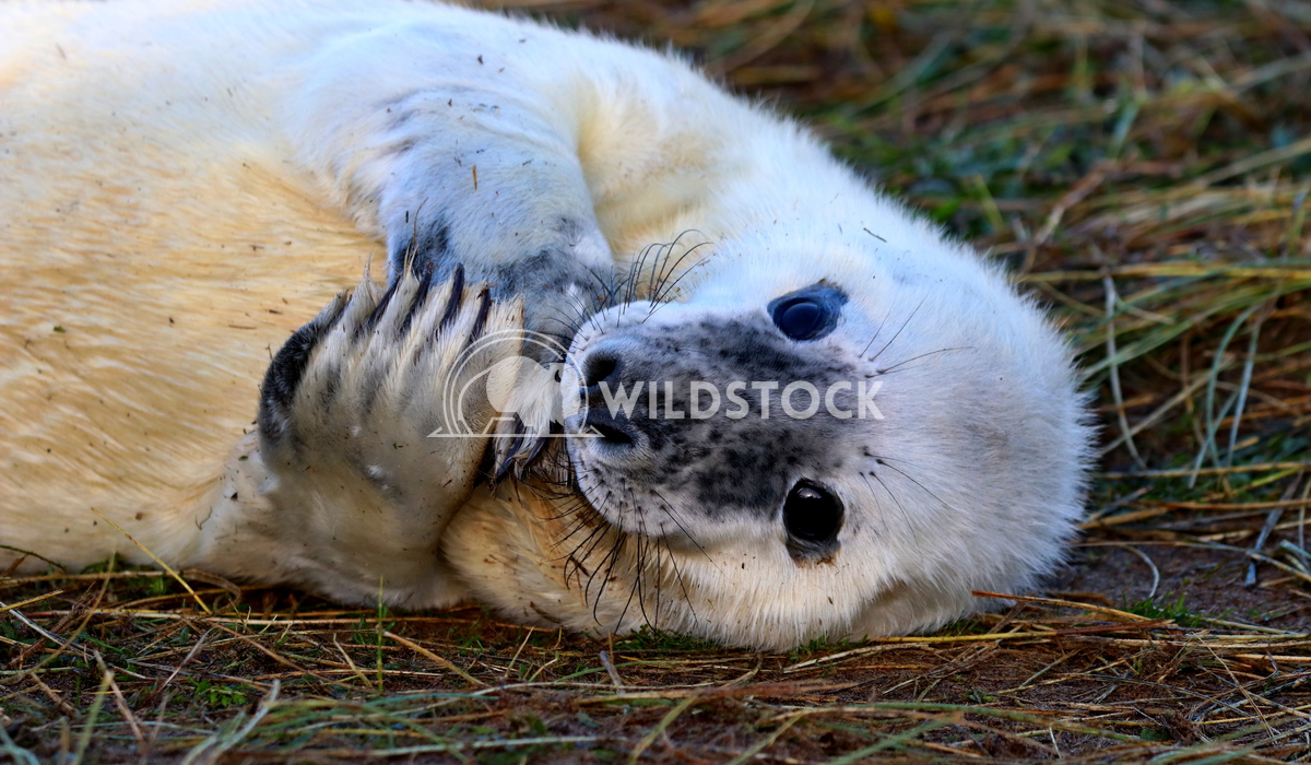 Cute seal Scott Duffield 
