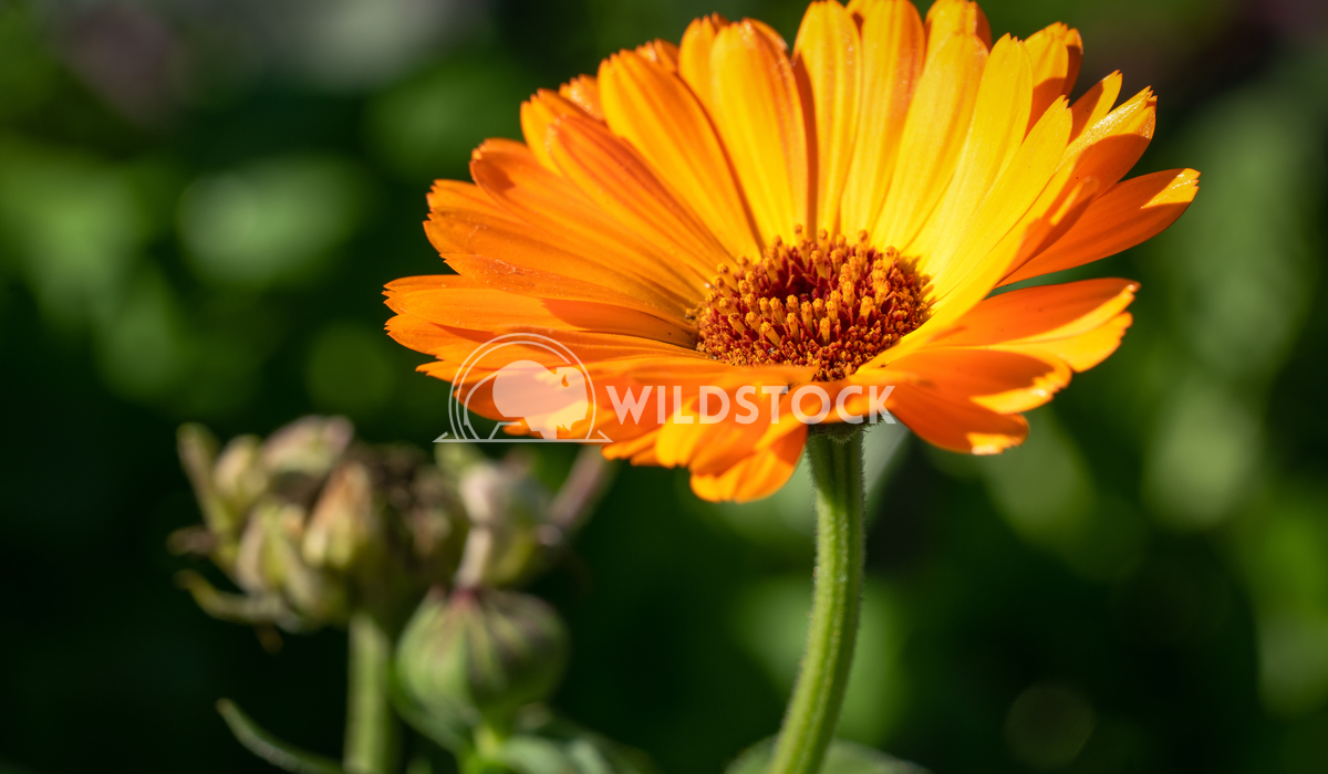 Marigold, Calendula officinalis 1 Alexander Ludwig Marigold (Calendula officinalis), close-up of the flower in autumn co
