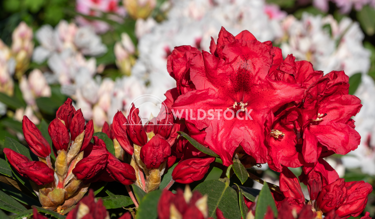 Rhododendron Hybrid Rabatz 2 Alexander Ludwig Rhododendron Hybrid (Rhododendron hybride), close up of the flower head in