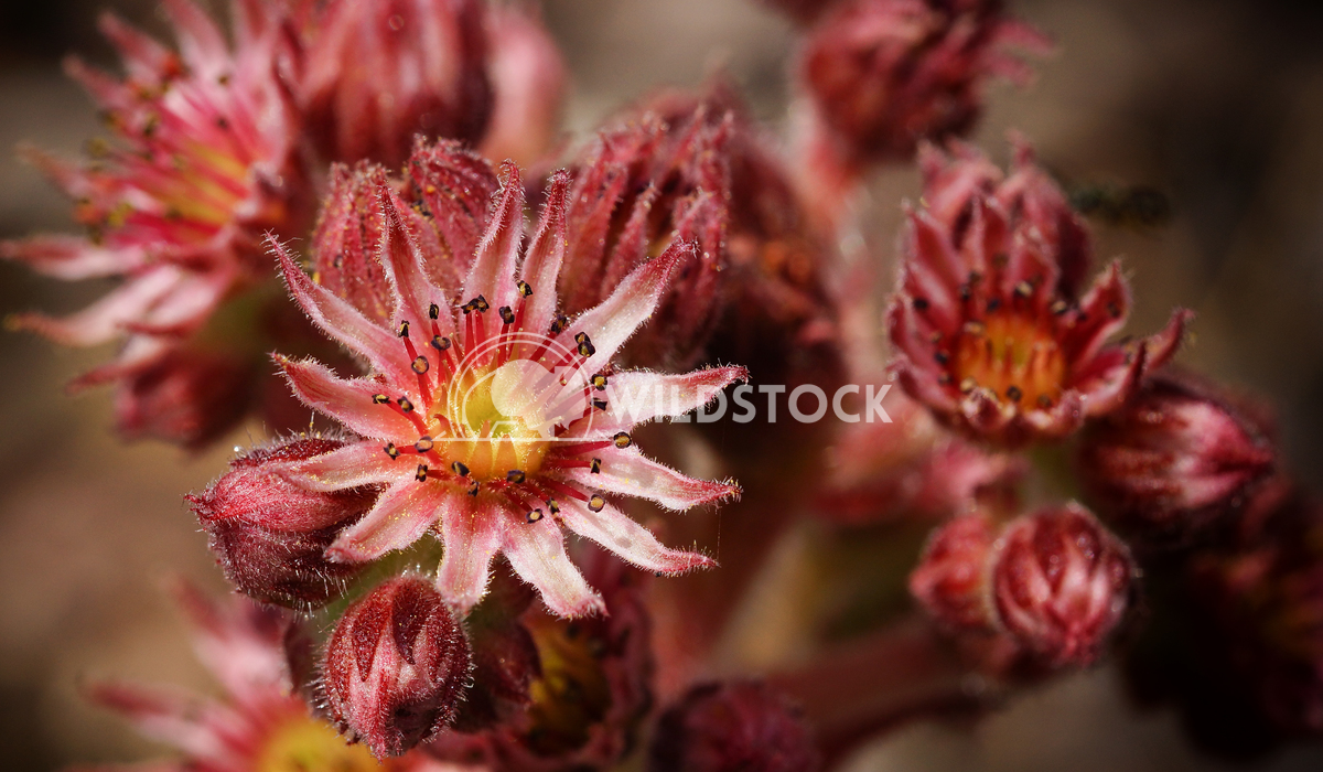 Houseleek, Sempervivum 4 Alexander Ludwig Houseleek (Sempervivum), flowers of summer