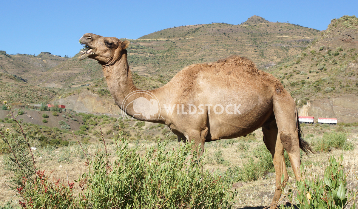 Camel, Ethiopia, Africa  2 Alexander Ludwig Arabian camel, Ethiopia, Africa