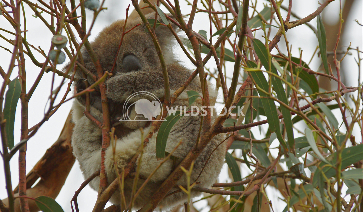 Koala (Phascolarctos cinereus) 1 Alexander Ludwig Koala (Phascolarctos cinereus) in a Blue Gum Tree, photo was taken in 