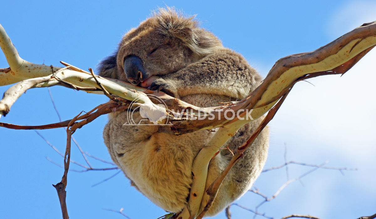Koala (Phascolarctos cinereus) 4 Alexander Ludwig Koala (Phascolarctos cinereus) in a Blue Gum Tree, photo was taken in 