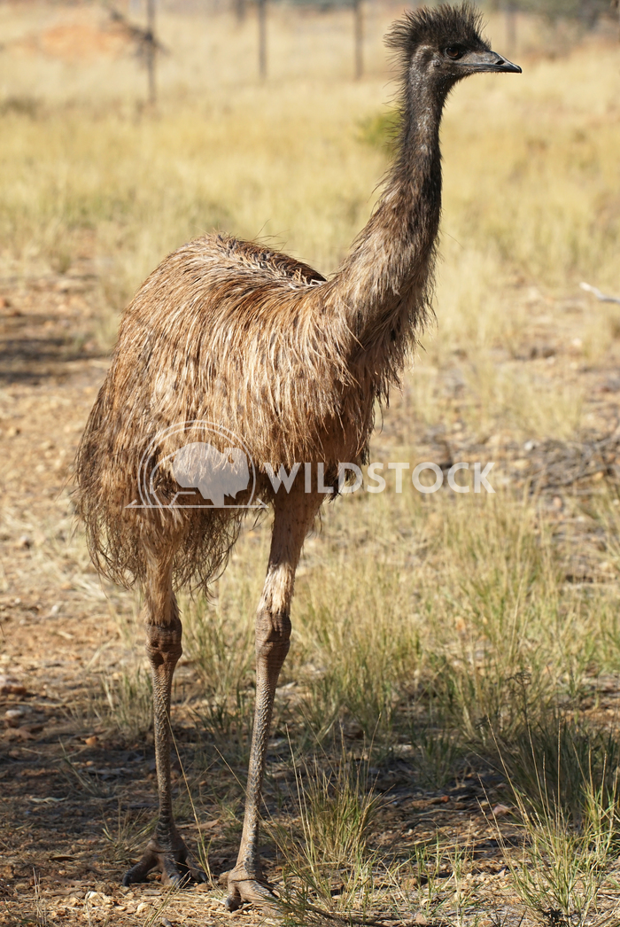 Emu, Australia Alexander Ludwig Emu, big bird of the Northern Territory, Australia