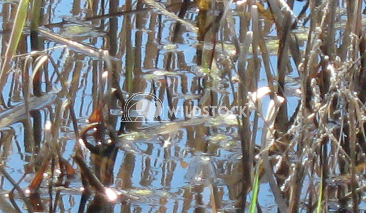 Reflections in the Reeds Neena Plant 