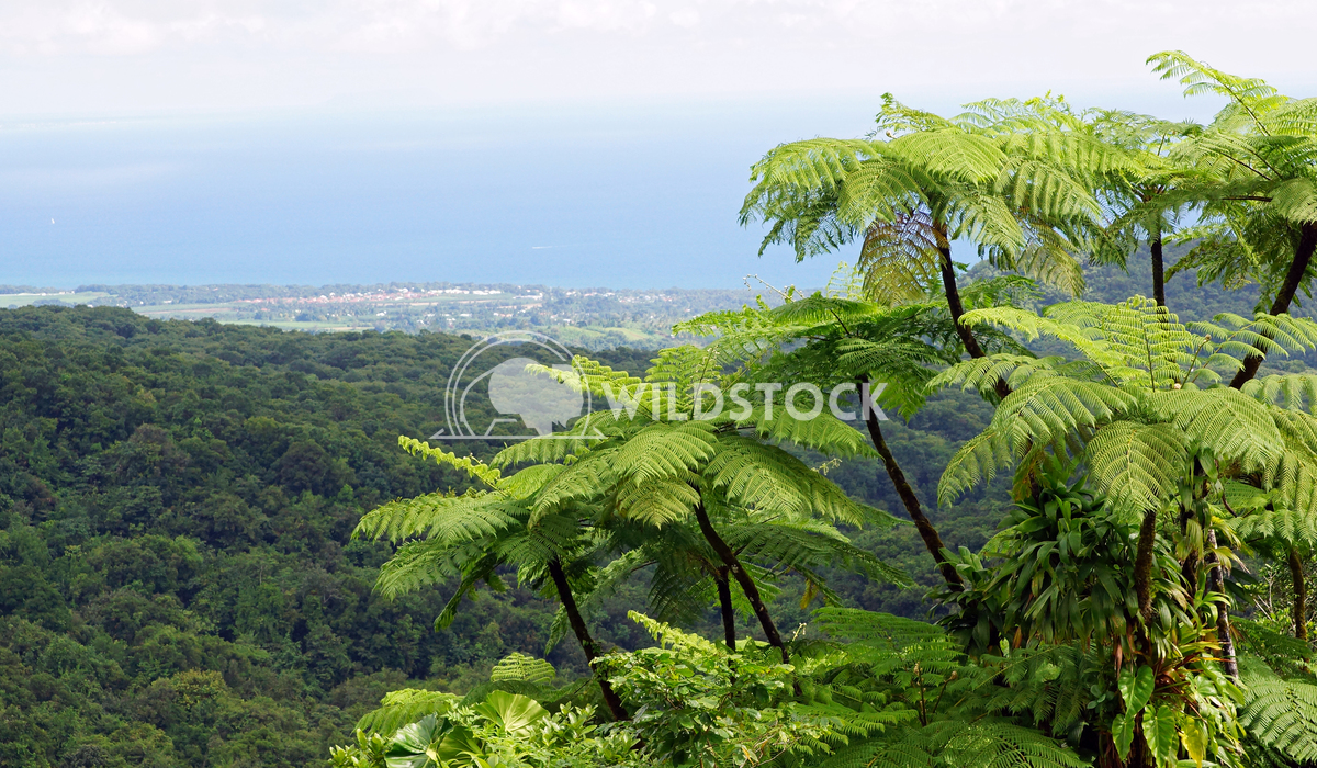 Rainforest, Guadeloupe, Caribbean 1 Alexander Ludwig Impressions of the rainforest, Guadeloupe, Caribbean