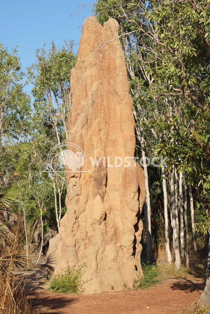 Litchfield National Park, Australia 5 Alexander Ludwig Termite mound, Litchfield National Park, Australia