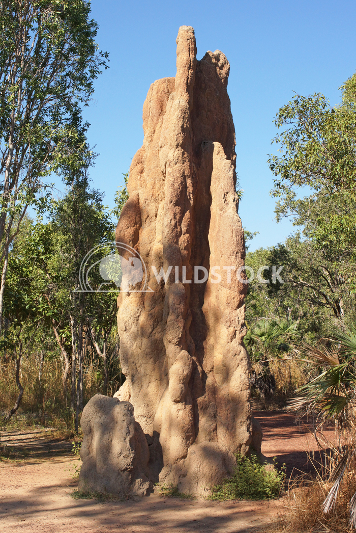 Litchfield National Park, Australia 6 Alexander Ludwig Termite mound, Litchfield National Park, Australia