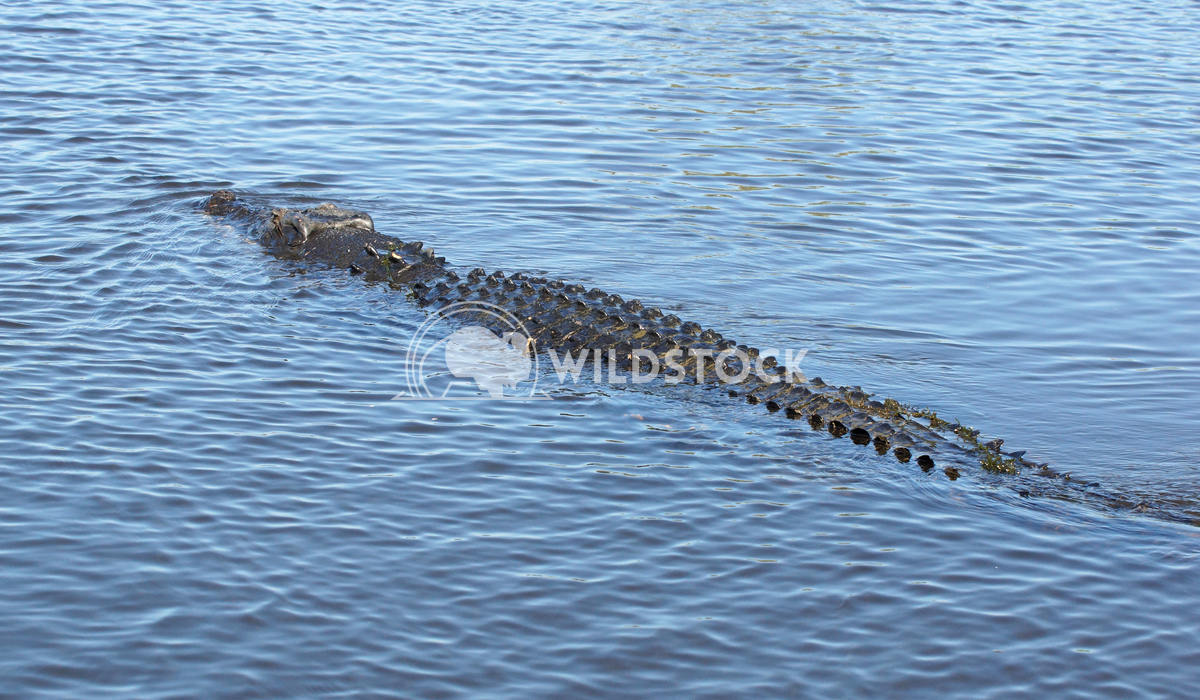 Saltwater Crocodile, Australia 6 Alexander Ludwig Saltwater Crocodile, Kakadu National Park, Australia