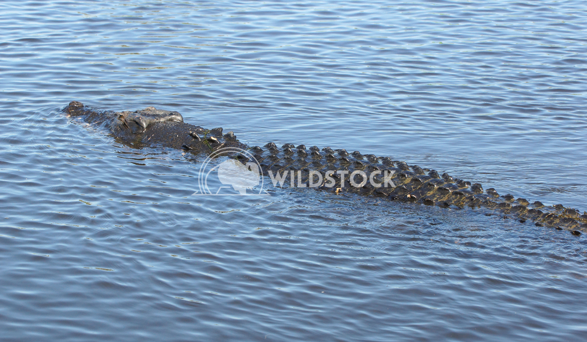 Saltwater Crocodile, Australia 5 Alexander Ludwig Saltwater Crocodile, Kakadu National Park, Australia