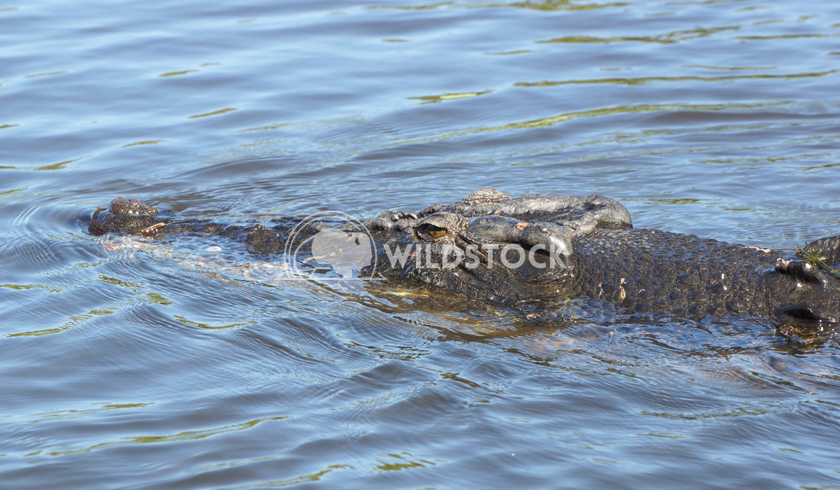 Saltwater Crocodile, Australia 3 Alexander Ludwig Saltwater Crocodile, Kakadu National Park, Australia
