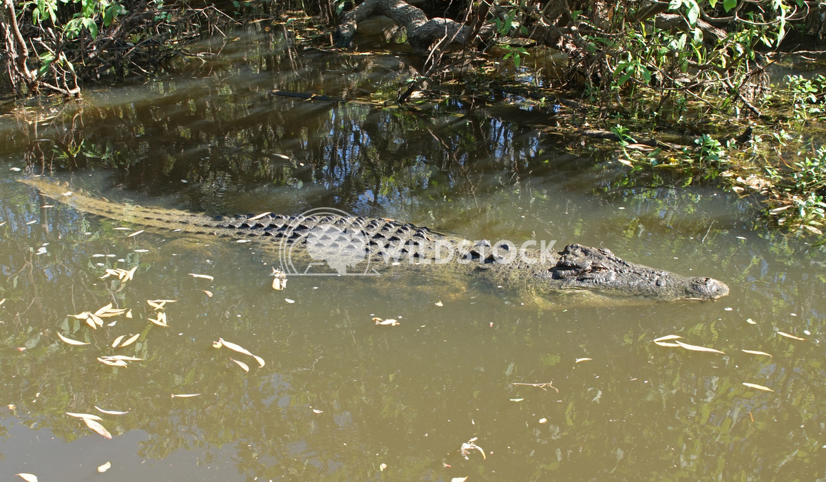 Saltwater Crocodile, Australia 1 Alexander Ludwig Saltwater Crocodile, Kakadu National Park, Australia