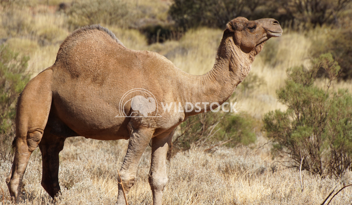 Camel, Australia 1 Alexander Ludwig Arabian camel, Northern Territory, Australia