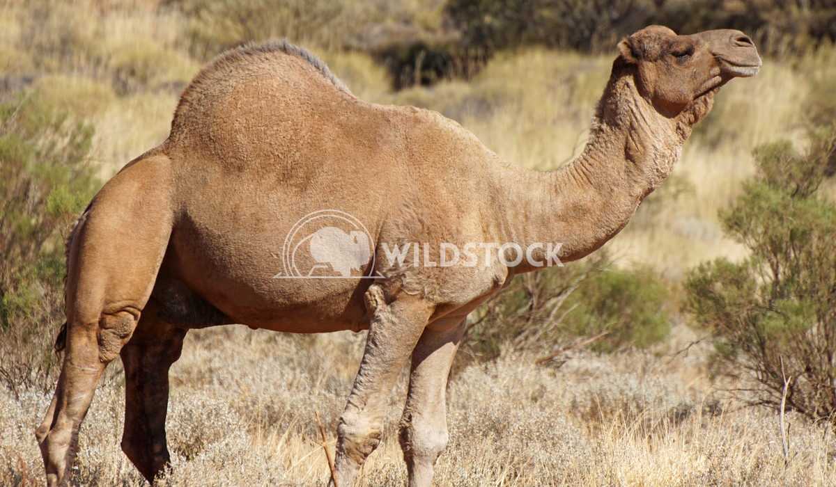 Camel, Australia 3 Alexander Ludwig Arabian camel, Northern Territory, Australia
