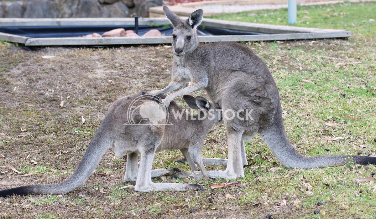 Great Grey Kangaroo (Macropus giganteus) 6 Alexander Ludwig Great Grey Kangaroo (Macropus giganteus), photo was taken in
