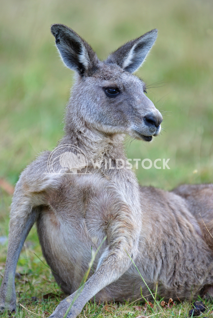 Great Grey Kangaroo (Macropus giganteus) 9 Alexander Ludwig Great Grey Kangaroo (Macropus giganteus), photo was taken in