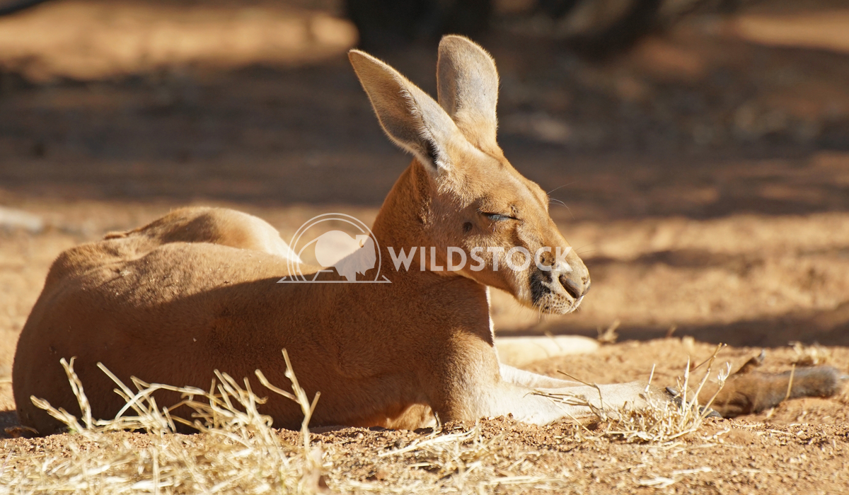 Red Kangaroo, Australia 1 Alexander Ludwig Red Kangaroo, Northern Territory, Outback of Australia