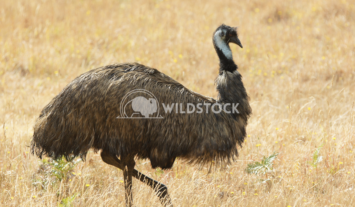 Emu (Dromaius novaehollandiae) 2 Alexander Ludwig Emu (Dromaius novaehollandiae), photo was taken in Australia