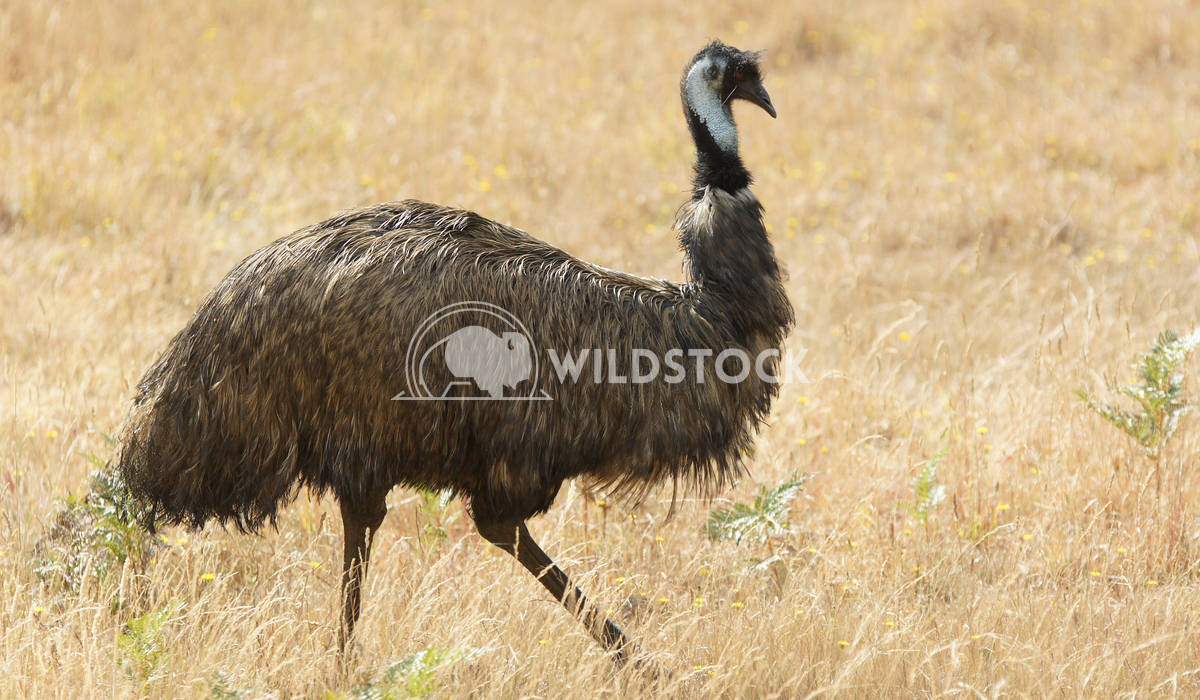 Emu (Dromaius novaehollandiae) 1 Alexander Ludwig Emu (Dromaius novaehollandiae), photo was taken in Australia