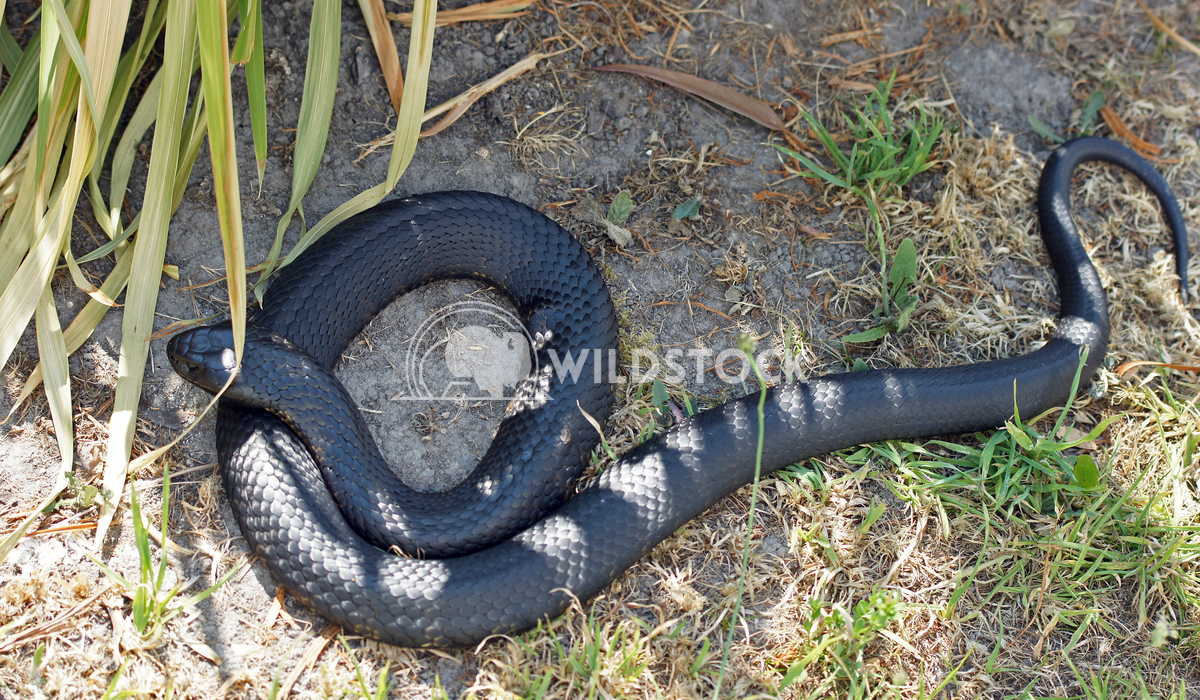 Black Tiger Snake (Notechis ater) 1 Alexander Ludwig Black Tiger Snake (Notechis ater), photo was taken in Tasmania, Aus