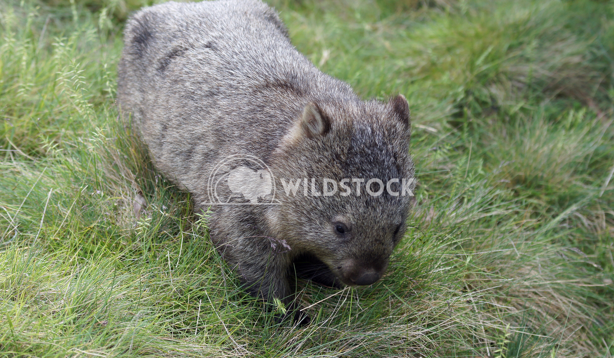 Common Wombat Vombatus Ursinus 3 Wildstock