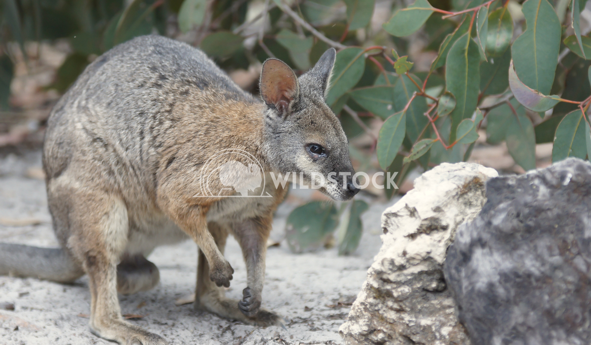 Bennett Wallaby (Macropus rufogriseus) 5 Alexander Ludwig Bennett Wallaby (Macropus rufogriseus), photo was taken in Tas