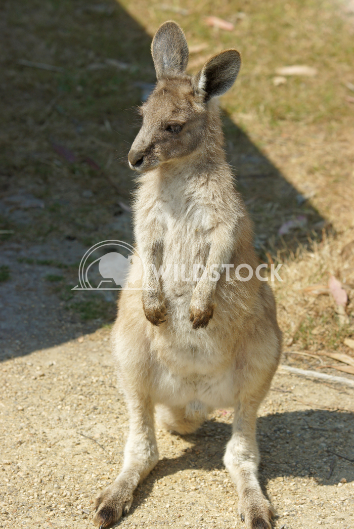 Great Grey Kangaroo (Macropus giganteus) 11 Alexander Ludwig Great Grey Kangaroo (Macropus giganteus), photo was taken i