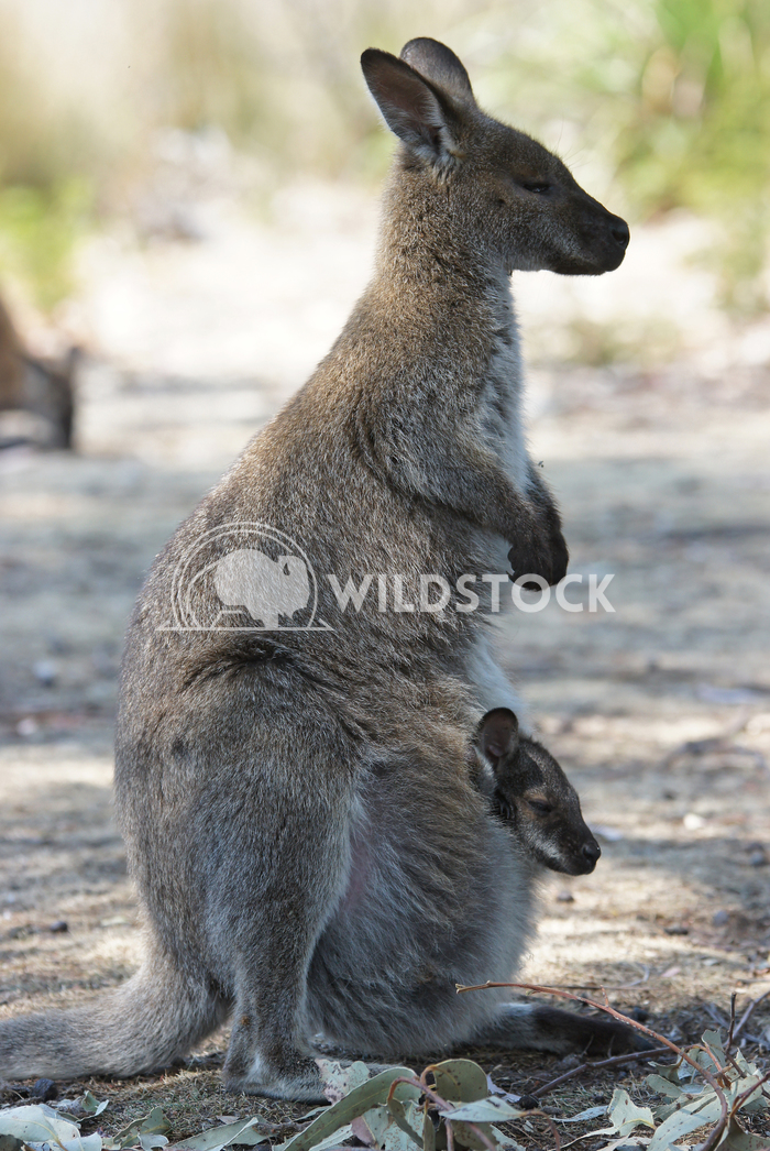 Bennett Wallaby (Macropus rufogriseus) 11 Alexander Ludwig Bennett Wallaby (Macropus rufogriseus), photo was taken in Ta
