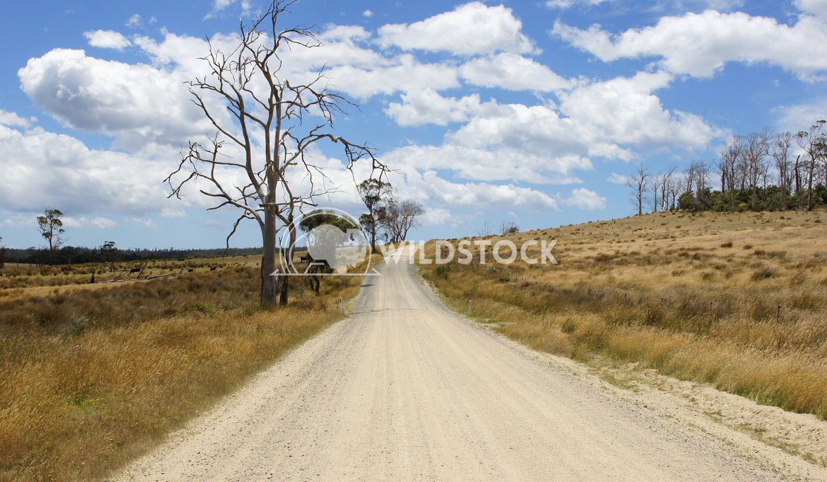 Dirt road, Tasmania, Australia 1 Alexander Ludwig Typical dirt road in the north of Tasmania, Australia