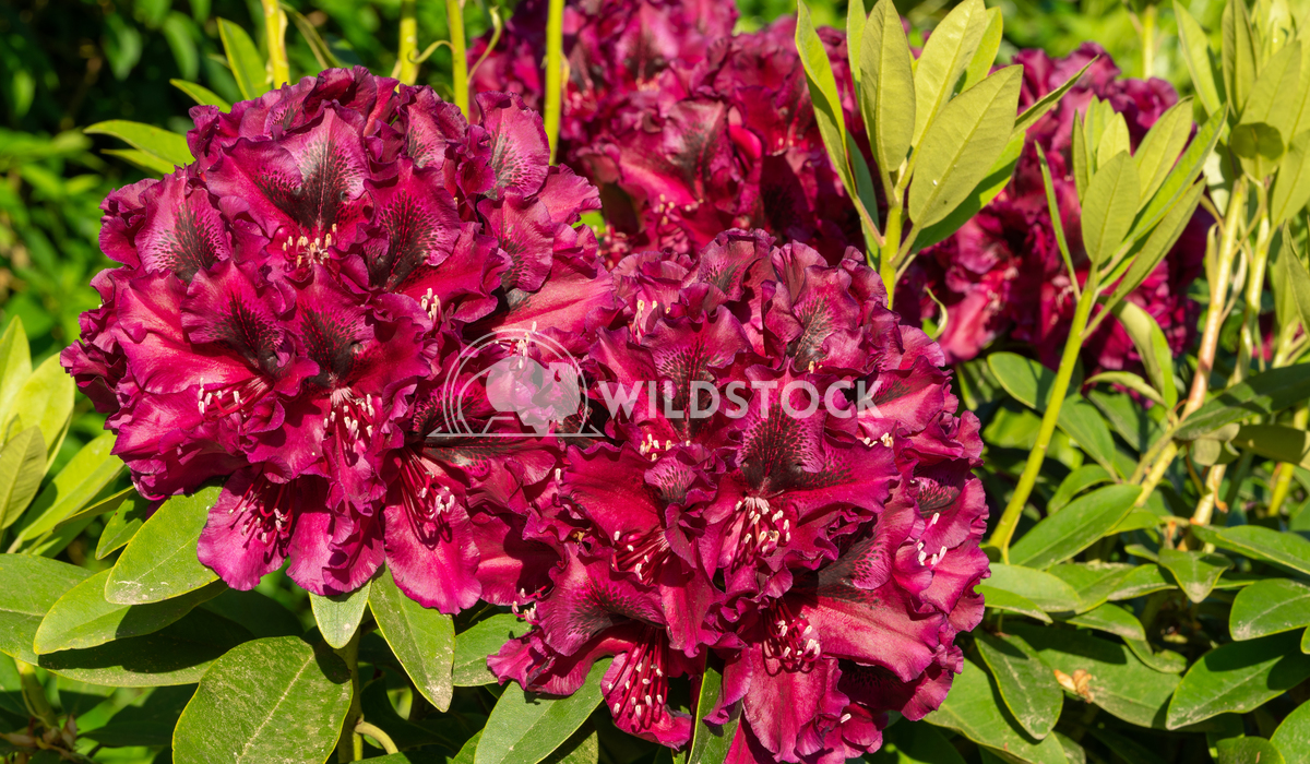 Rhododendron Hybrid Midnight Beauty, Rhododendron hybrid 2 Alexander Ludwig Rhododendron Hybrid Midnight Beauty (Rhodode