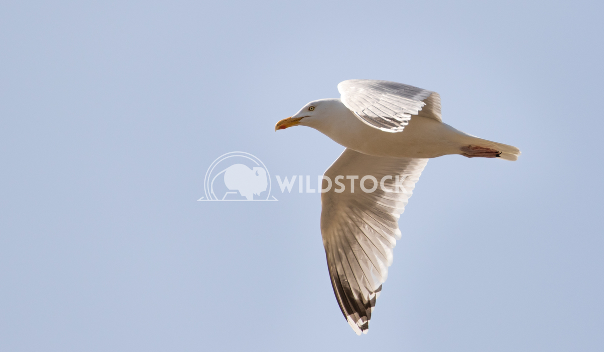 Common Gull soaring over Black Rock Sands, Porthmadog 2 Gareth Kelley Common Gull in flight, soaring over Black Rock San