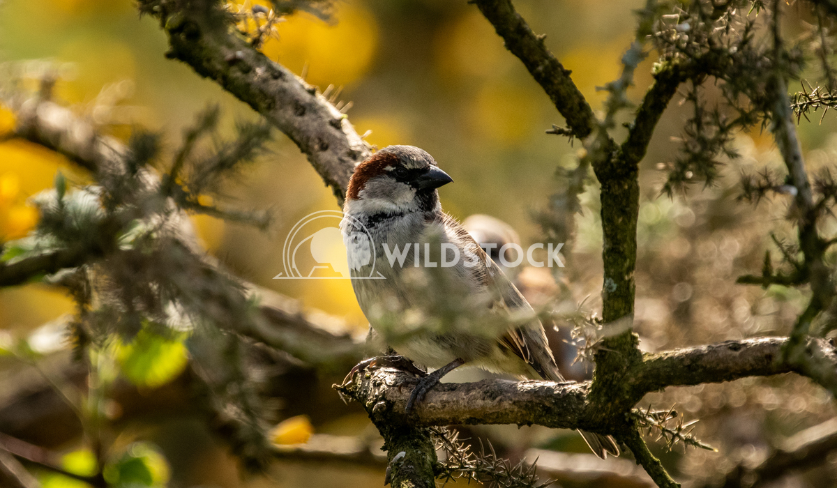 House Sparrow in the tangled bushes surrounding Glaslyn Osprey Project 3 Gareth Kelley House Sparrow photographed throug
