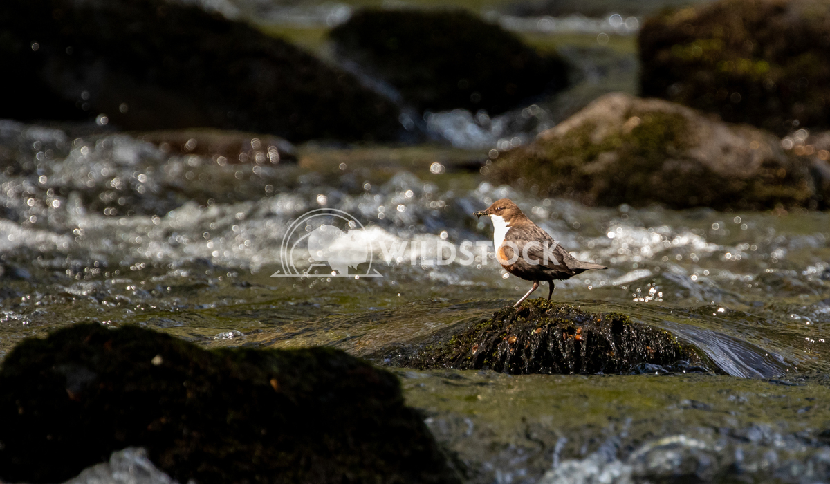 Dipper standing on a rock on the Afon Llugwy, Betws-y-Coed 1 Gareth Kelley One of my favourite little birds, the Dipper.
