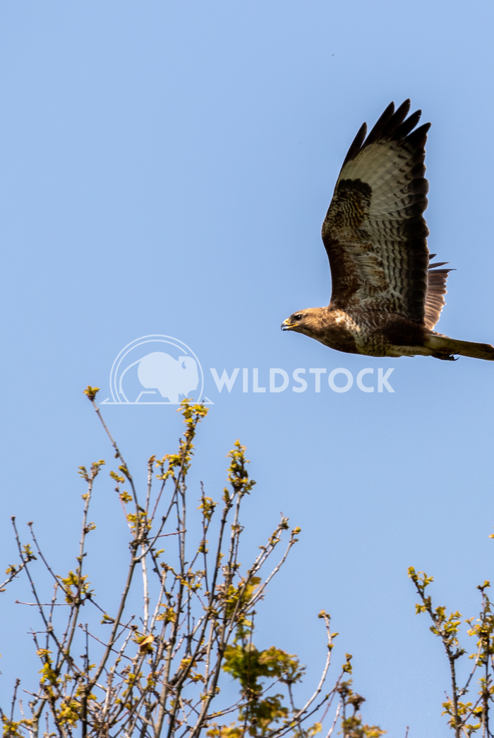 Common Buzzard flying above the tree tops 1 Gareth Kelley Common Buzzard flying above the tree tops surrounding the Rive