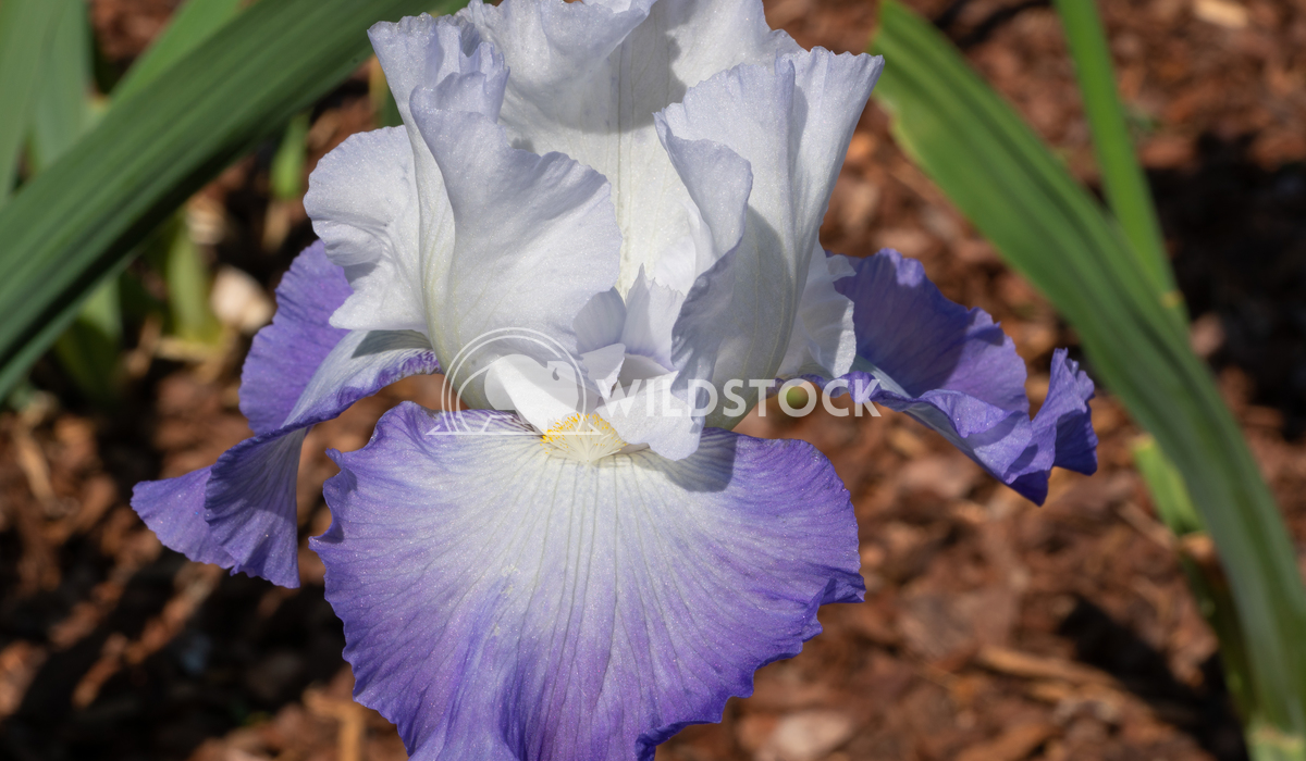 German iris, Iris barbata 5 Alexander Ludwig German iris (Iris barbata), close up of the flower head