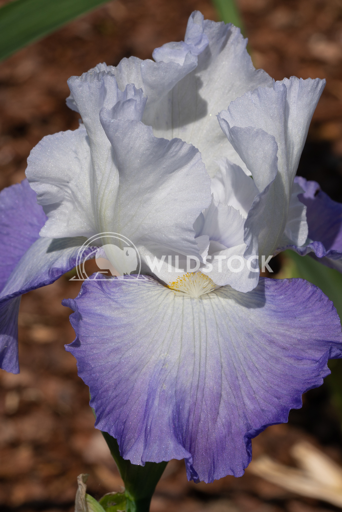 German iris, Iris barbata 6 Alexander Ludwig German iris (Iris barbata), close up of the flower head