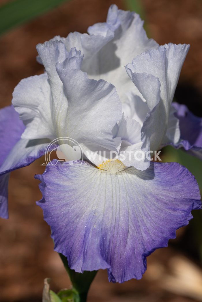 German iris, Iris barbata 7 Alexander Ludwig German iris (Iris barbata), close up of the flower head