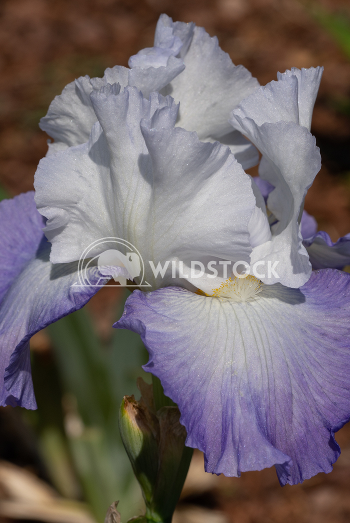 German iris, Iris barbata 8 Alexander Ludwig German iris (Iris barbata), close up of the flower head