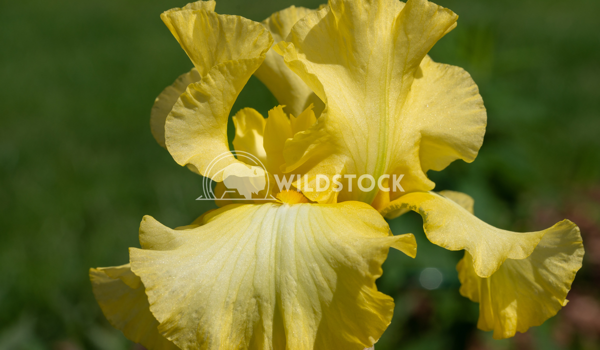 German iris, Iris barbata 9 Alexander Ludwig German iris (Iris barbata), close up of the flower head