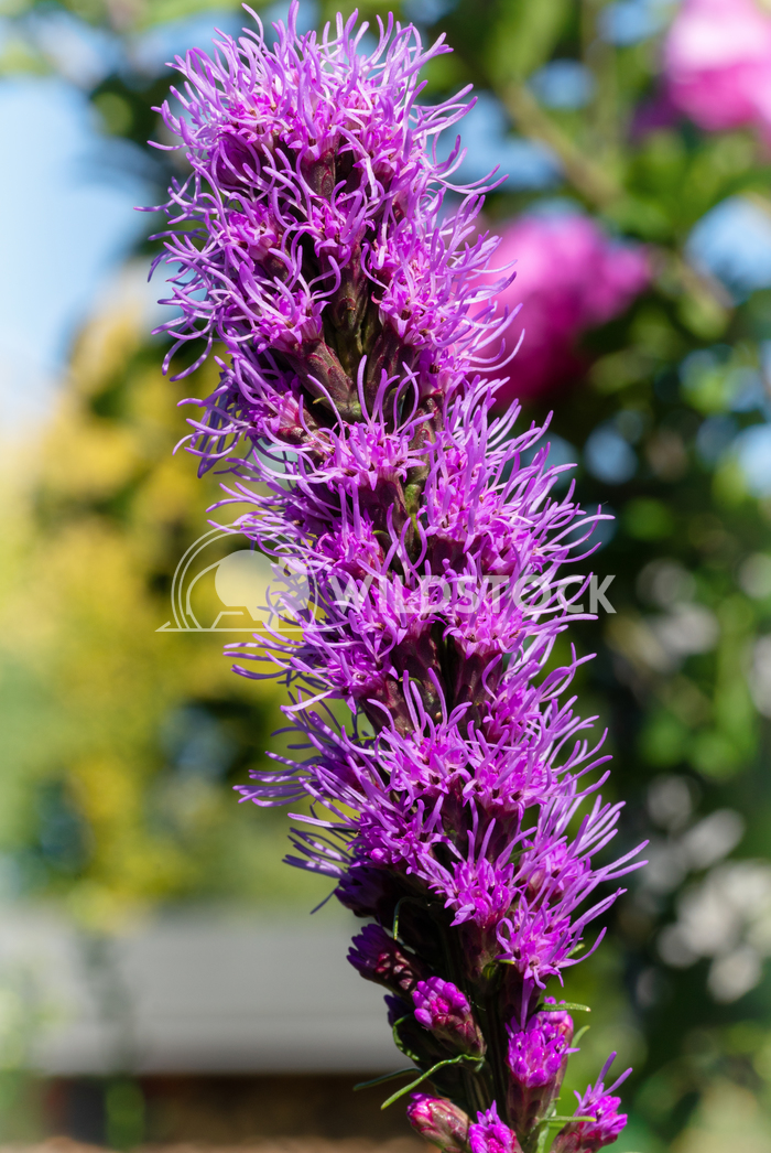 Prairie gay feather (Liatris spicata) 4 Alexander Ludwig Prairie gay feather (Liatris spicata), flowers of summer