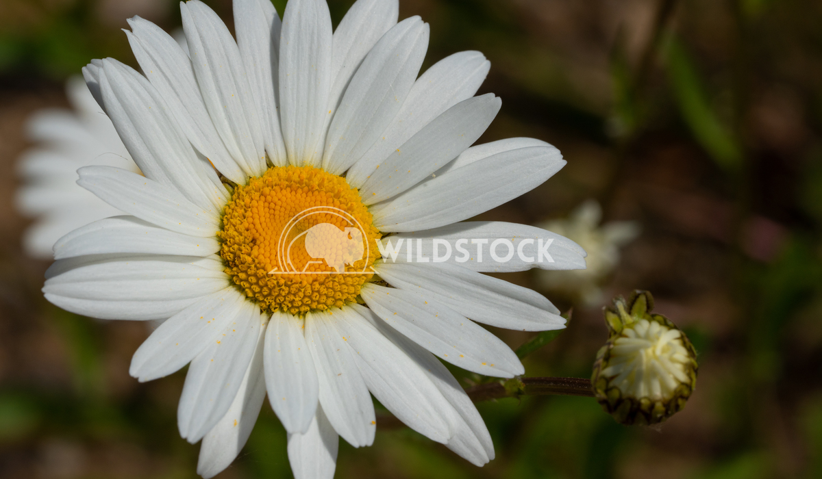 Common daisy, Leucanthemum vulgare 3 Alexander Ludwig Common daisy (Leucanthemum vulgare), close up of the flower head