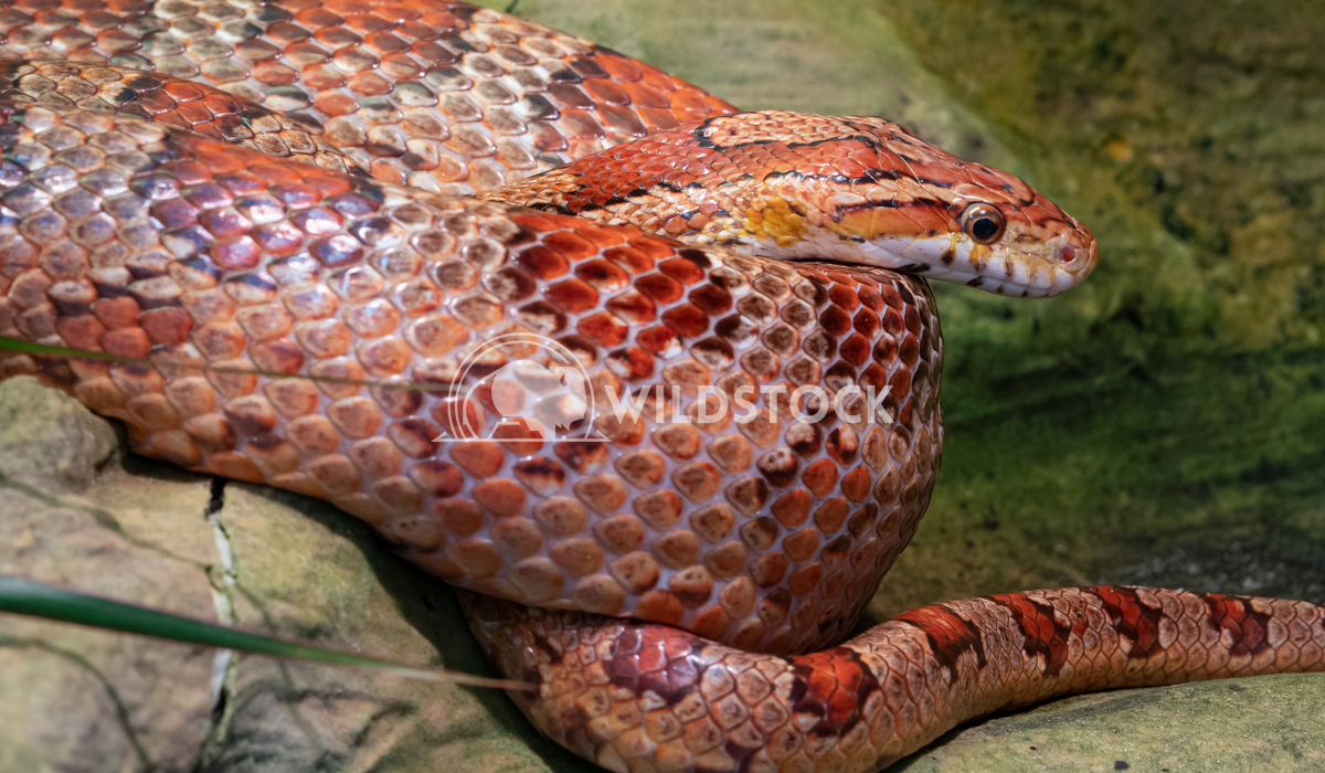 Eastern Corn Snake (Pantherophis guttatus) Alexander Ludwig Eastern Corn Snake (Pantherophis guttatus), close up 